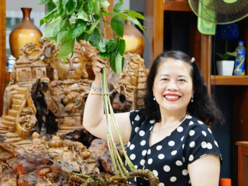 Phiên chợ sâm Ngọc Linh tháng 12/2025 sẽ diễn ra online